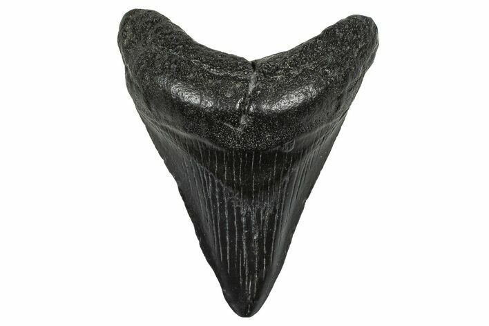Juvenile Megalodon Tooth - South Carolina #368690